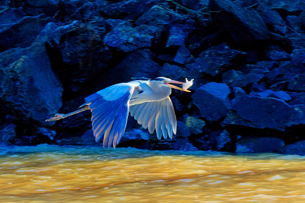 Great Blue Heron Fishing