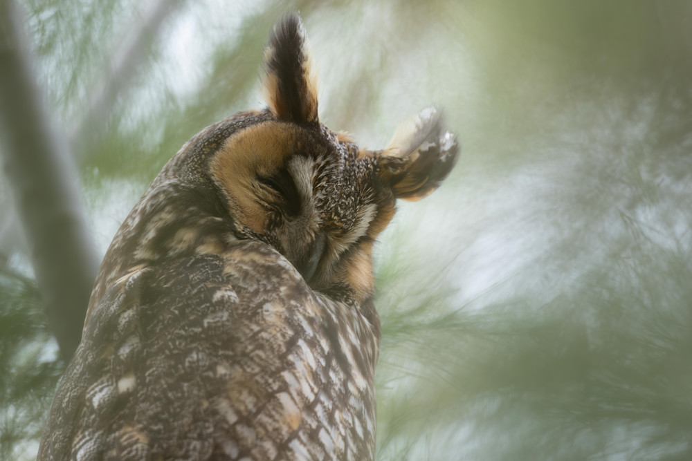 Dreamy Owl Photography Art | seancrockett