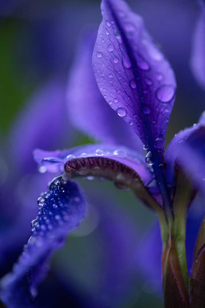 Capturing Nature's Beauty: A Macro Photograph of a Stunning Iris with Water Drops, available on canvas, metal, or fine art.