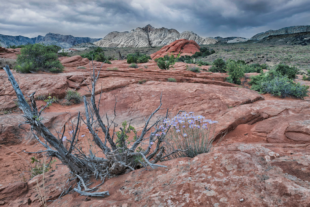 Early Spring Morning In Snow Canyon Photography Art | Elizabeth Fortney Photography