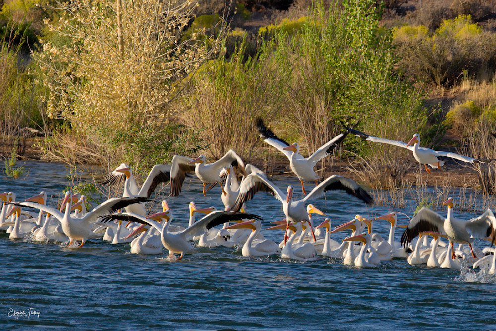 White Pelicans - Kayenta