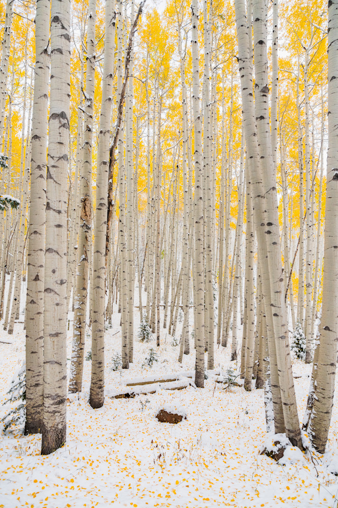 Sprinkles on a Cupcake Sprinkles on a Cupcake