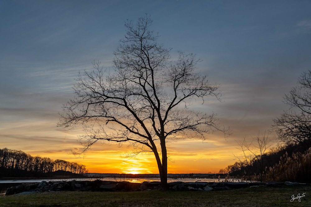 Lloyd Harbor Tree at Sunset