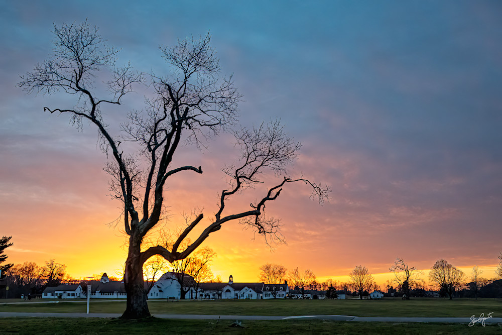 Caumsett Tree at Sunset