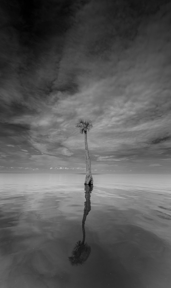 Palm 10 Photography Art | Russell Satterthwaite inc.