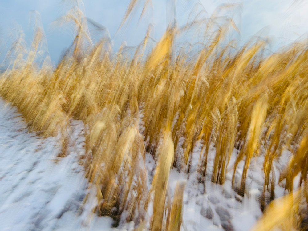 Corn Field 01 Photography Art | Russell Satterthwaite inc.
