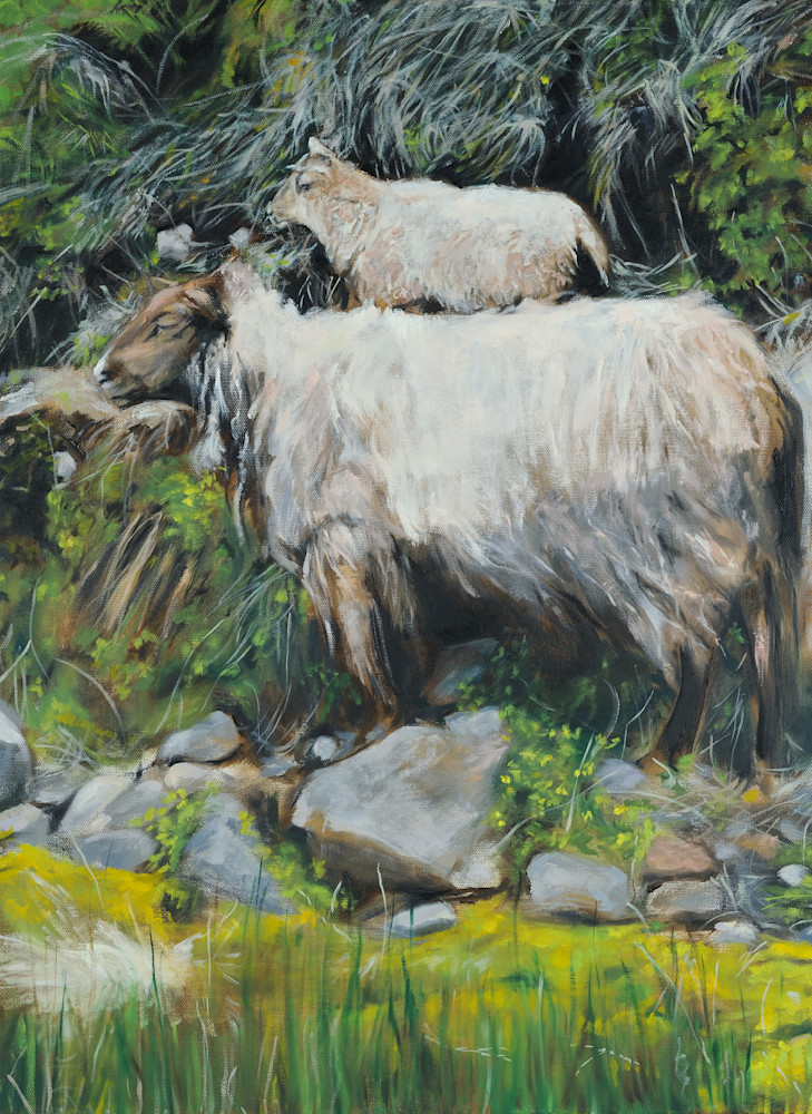 Unshorn Icelandic Sheep Art | EMT Fine Arts