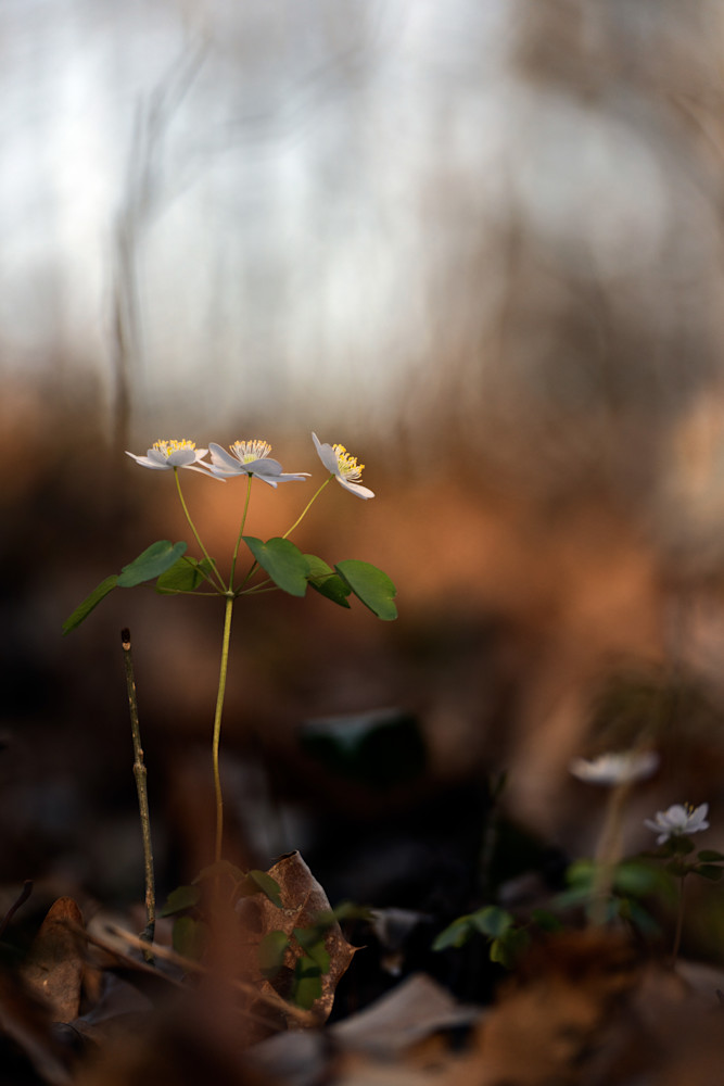 Spring Anemone 2 Photography Art | Playful Gallery by Rob Harrison