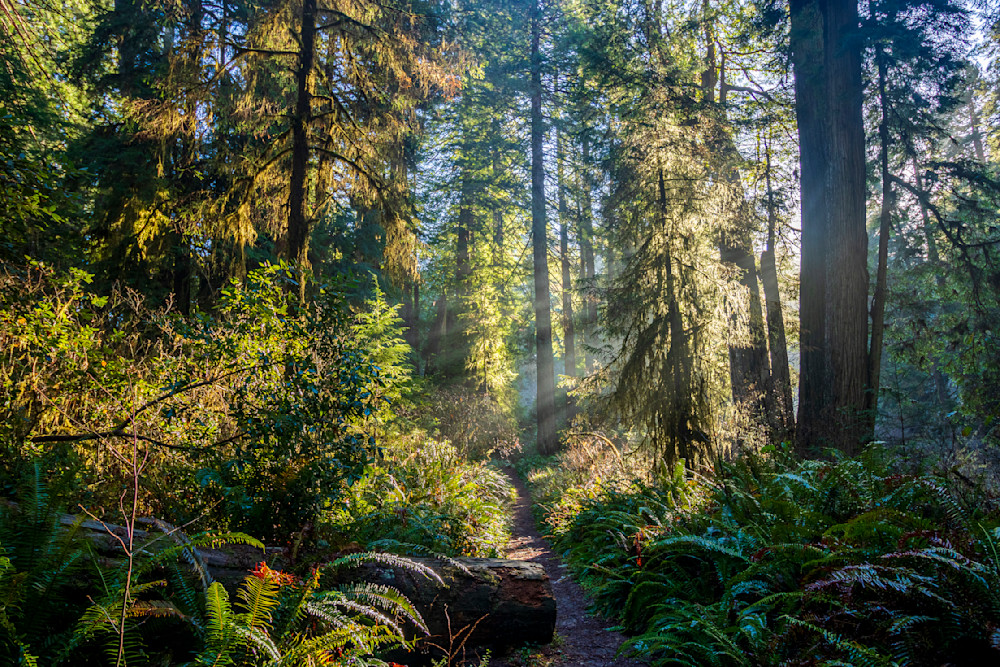 Light In The Woods Photography Art | Guided By Light Photography