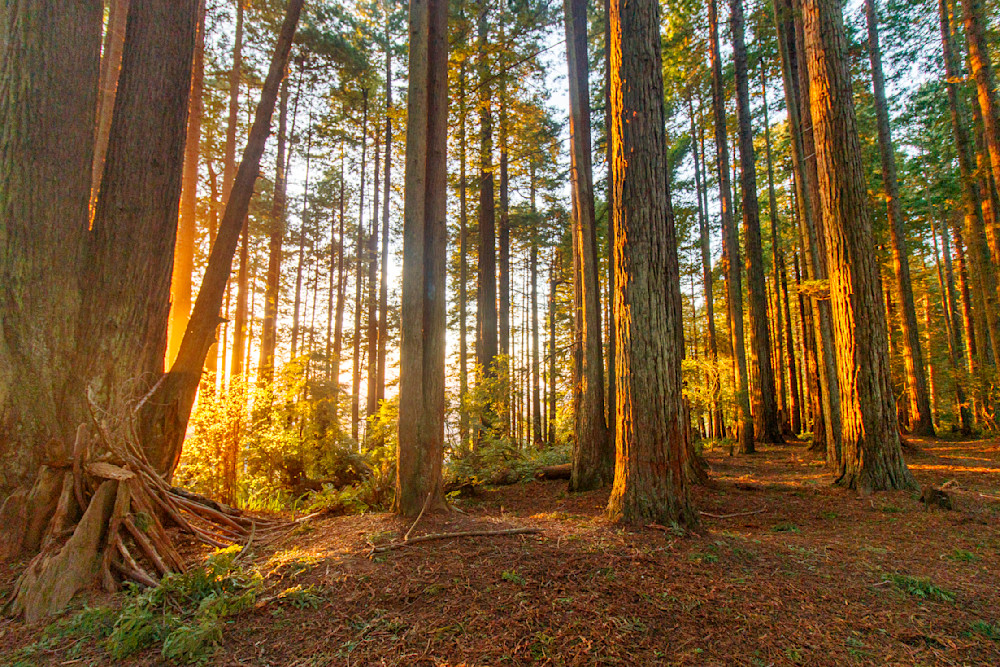 Sunset In Arcata Community Forest Photography Art | Guided By Light Photography