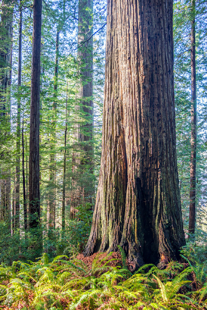 Redwood Presence Photography Art | Guided By Light Photography