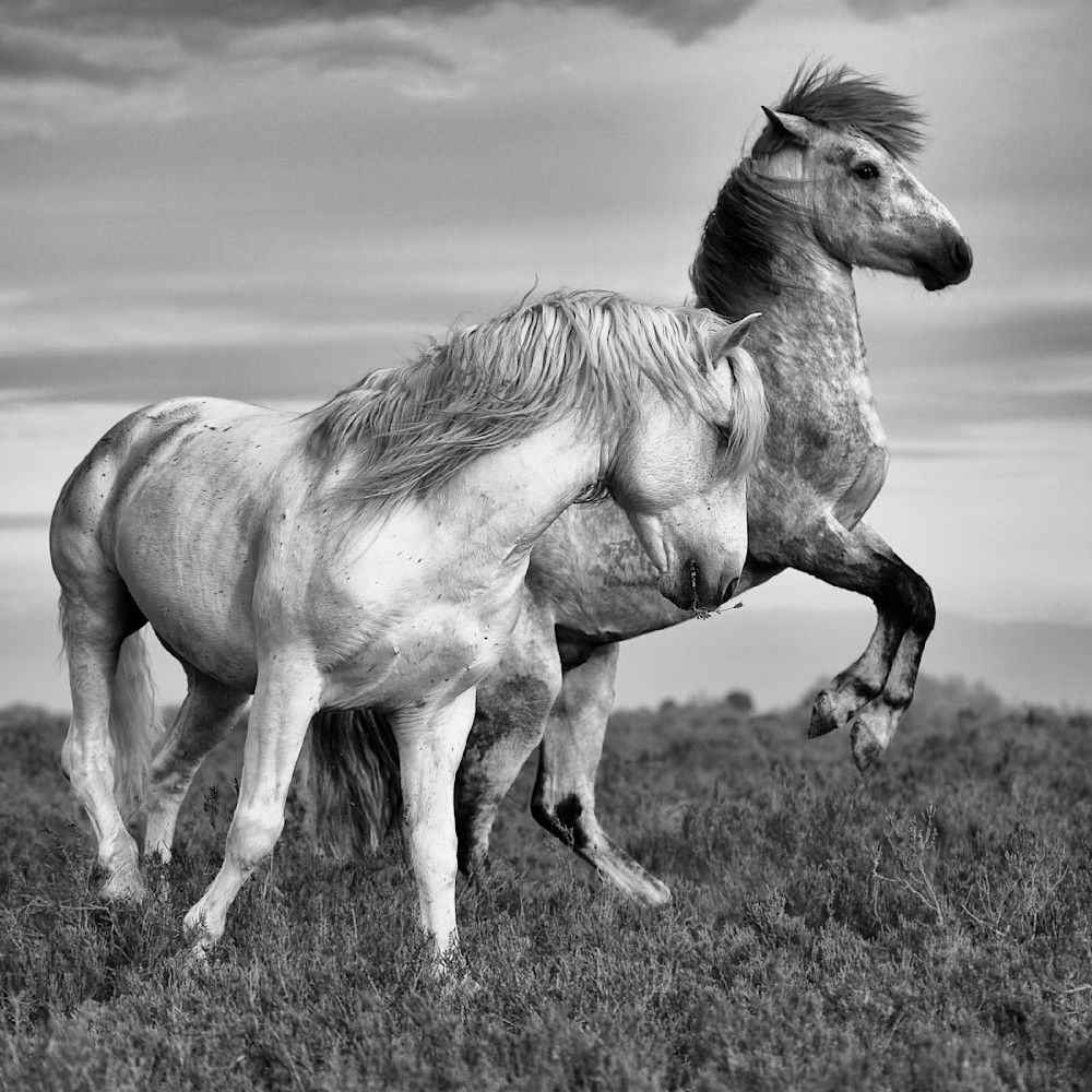 Horses of the Camargue, Le Conflit (square) | Nicki Geigert Photographer Author