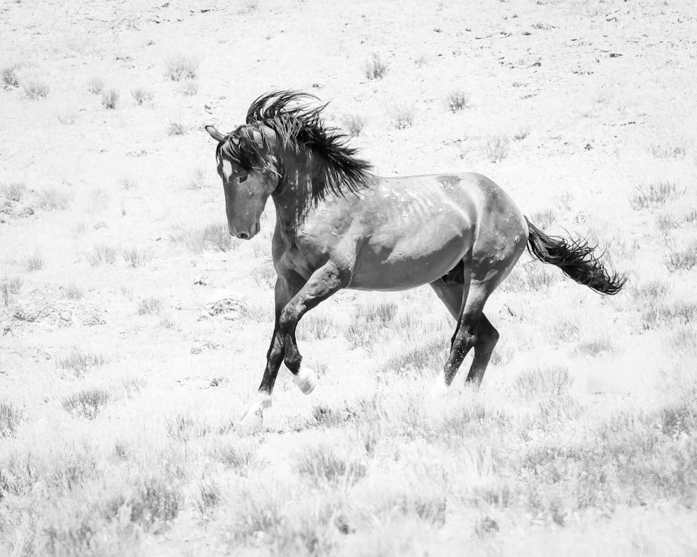Wild Horses | Sundancer