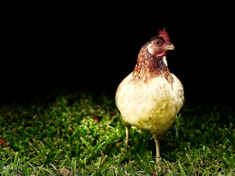 The Chicken Is The Egg Photography Art | Randall Whitehead