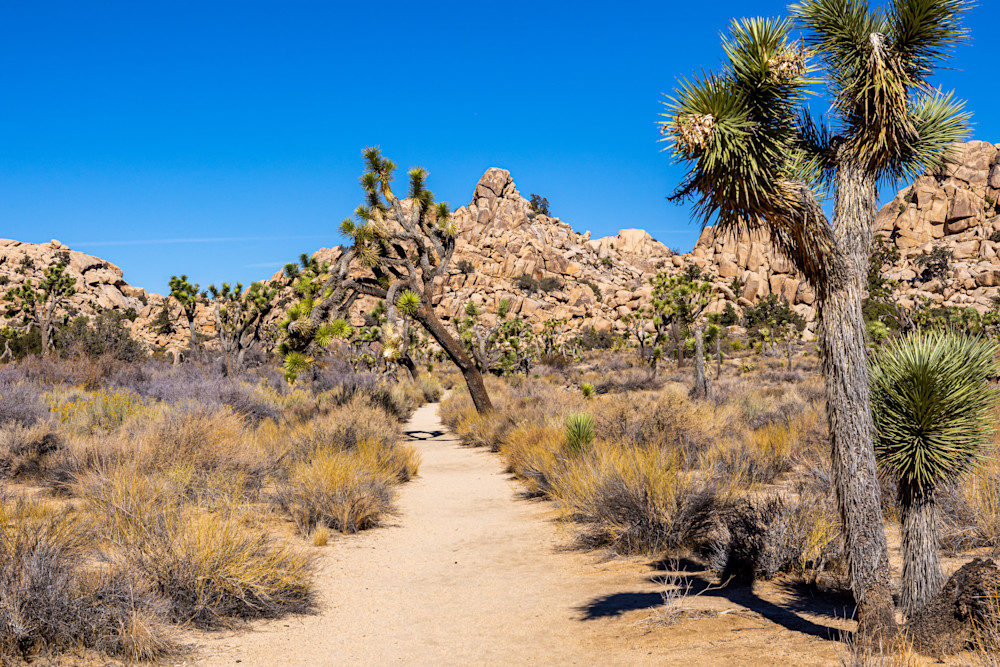 Joshua Tree National Park Photography Art | Collections by Carol