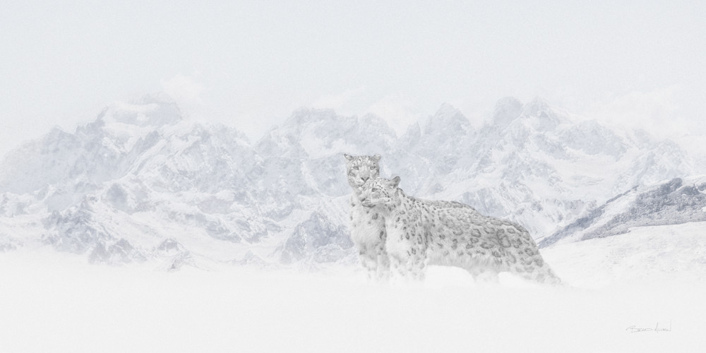 Snowy Courtship
