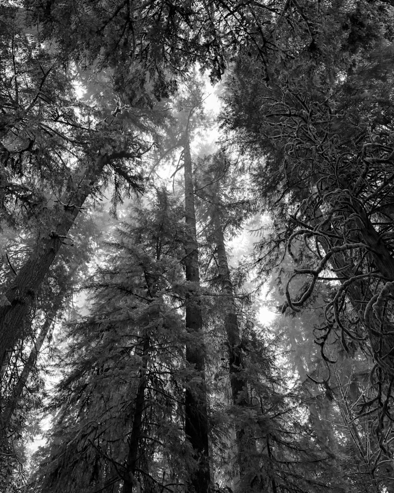 Up Through the Old Growth Forest, Washington, 2023