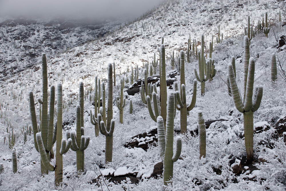 Breakthrough   Saguaros, Snow, Saguaro National Park Photography Art | Josh Lien (@joshlien27)