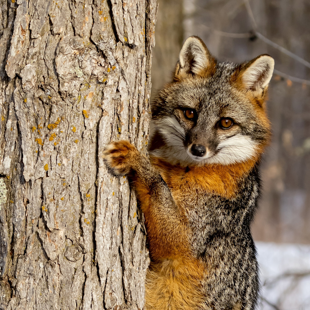 Gray Fox Photography Art | Collections by Carol