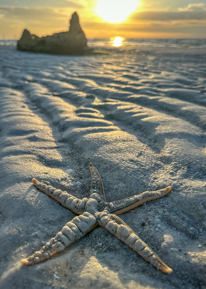 Sunrise Starfish Photography Art | Teri K. Miller Photography