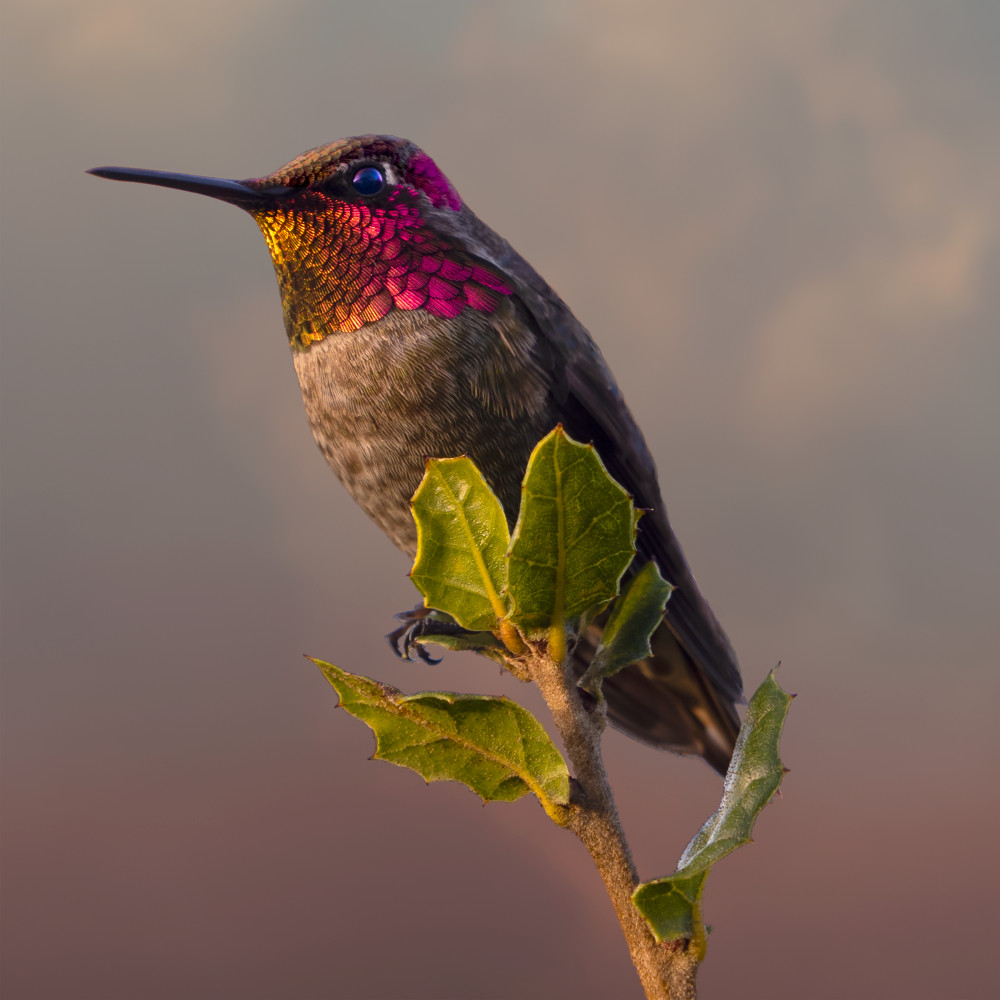 Iridescent Male Anna's Hummingbird Photography Art | Cindy Karchner Photography