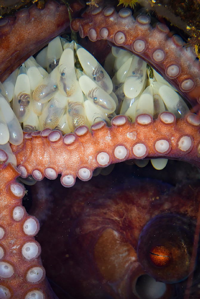 Eye and Eggs of an Octopus