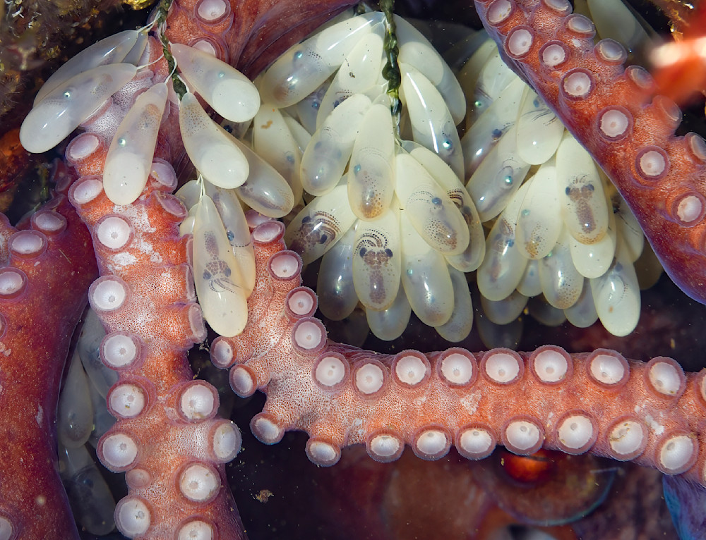Eye and eggs of an octopus