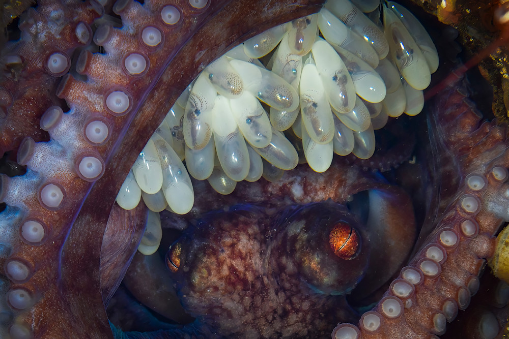 Eye and eggs of a mother octopus