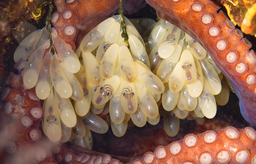 Octopus eggs close-up 6