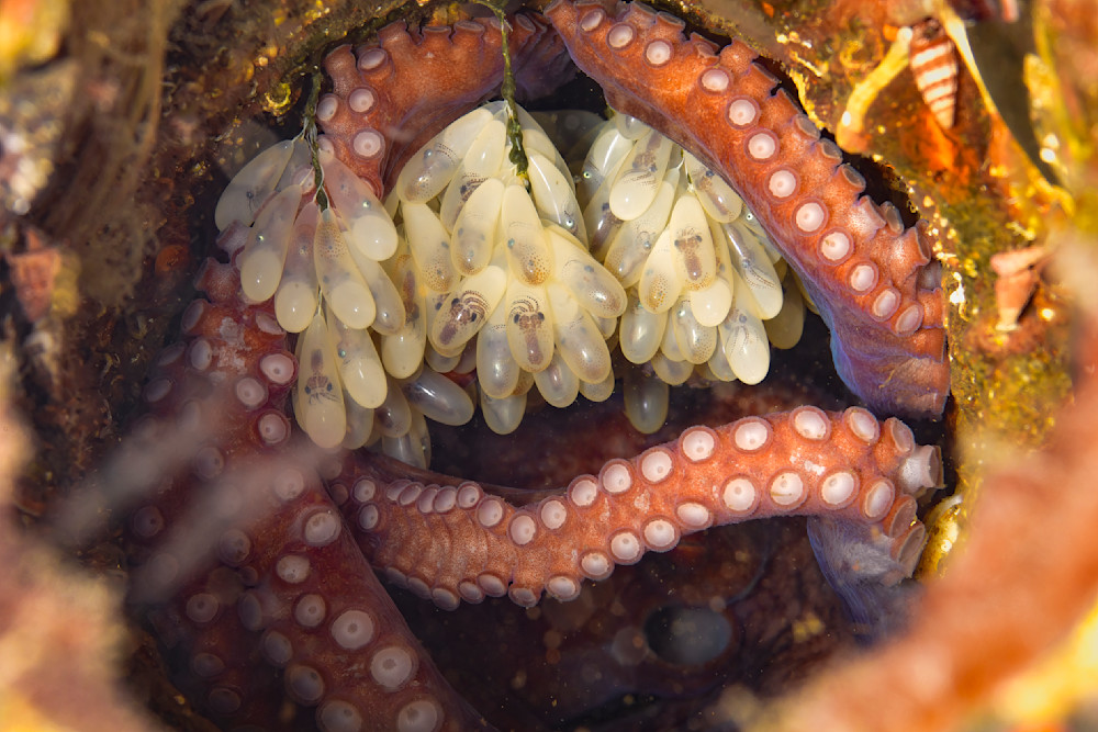 Octopus Eggs close-up 4