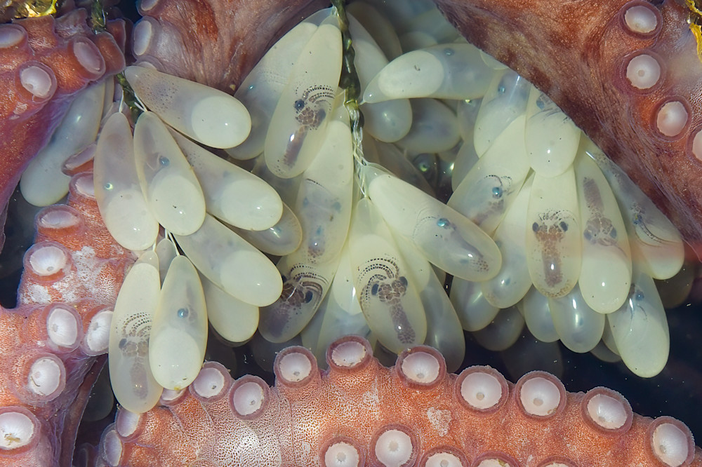 Octopus eggs closeup