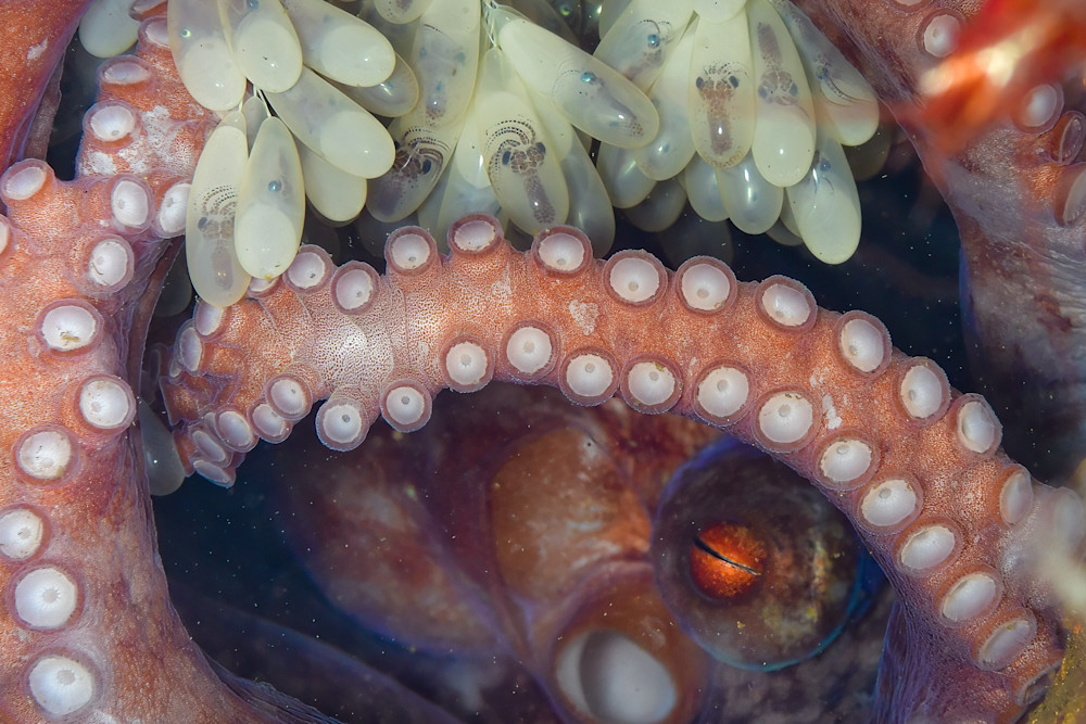 Eye and eggs of an Octopus