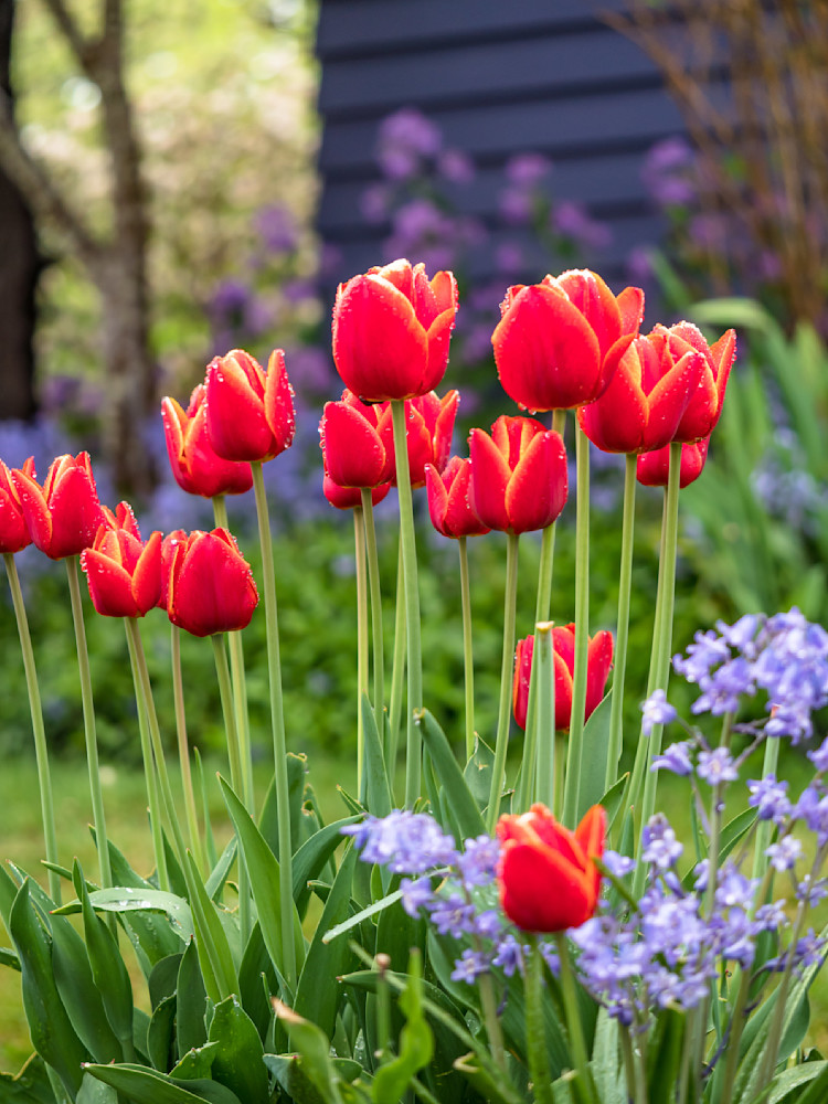 Spring Tulips & Bluebells