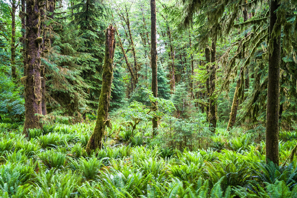 Deep Forest Grove on the South Quinault