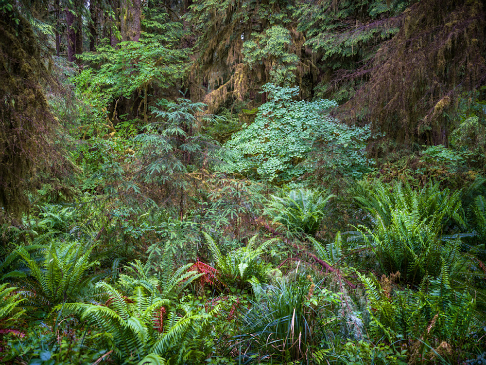 Ancient Forest Floor of the Queets Valley