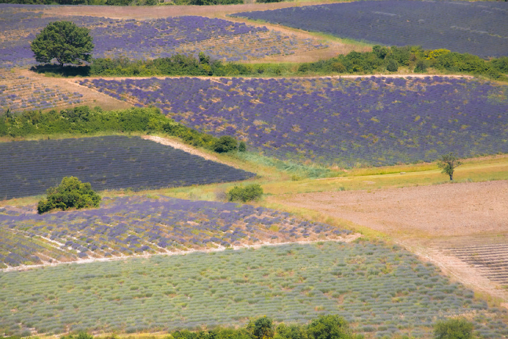 Provence Lavender Fields near Sault