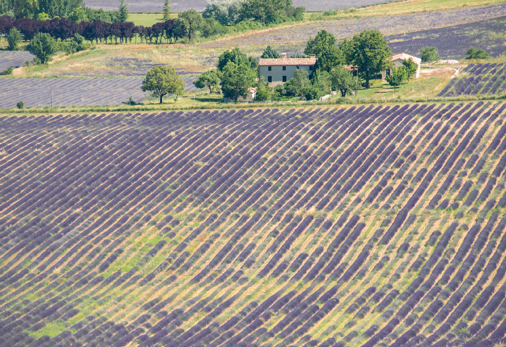 Provence, Lavender Fields and Farmhouse near Sault