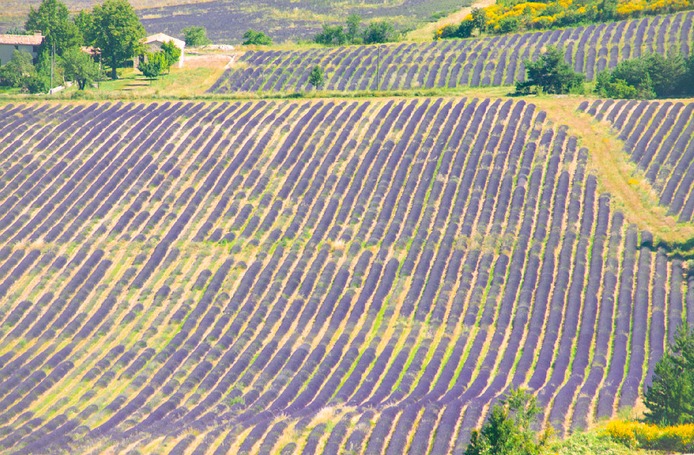 Provence Luberon Lavender Farm