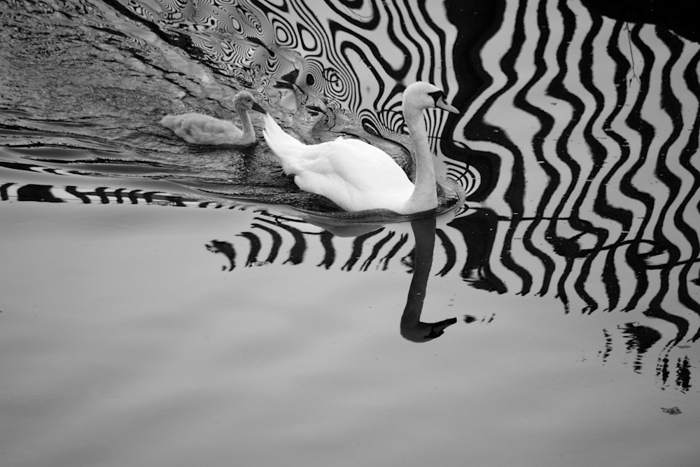 Swans Art | Leslie Joy Ickowitz