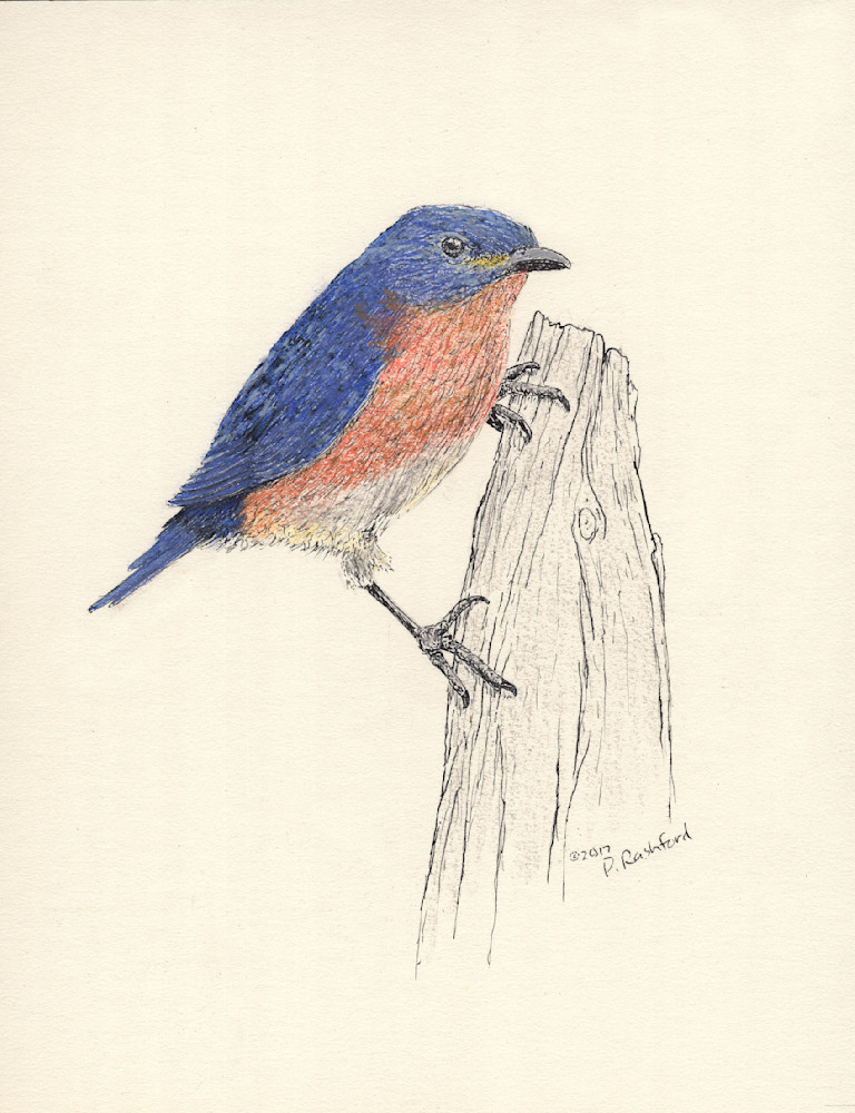 Jo Ann's Bluebird Of Happiness Art | Peter Rashford Fine Art