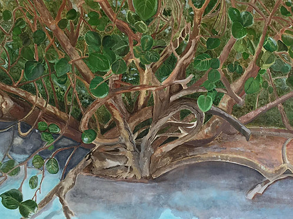 Maho Sea Grape Art | Art by Angela Adams