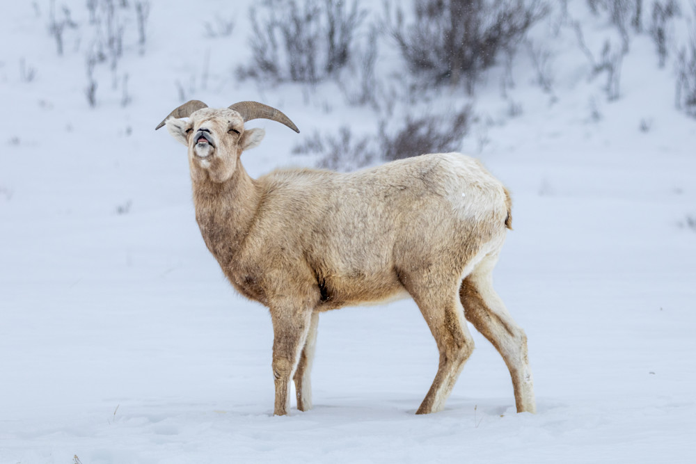 Bighorn Sheep Photography Art | Jeremy Parker Photographer