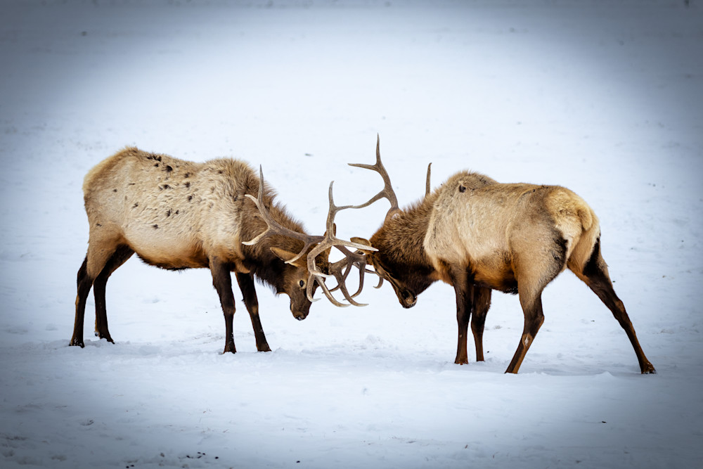 Fighting Bull Elk Photography Art | Jeremy Parker Photographer
