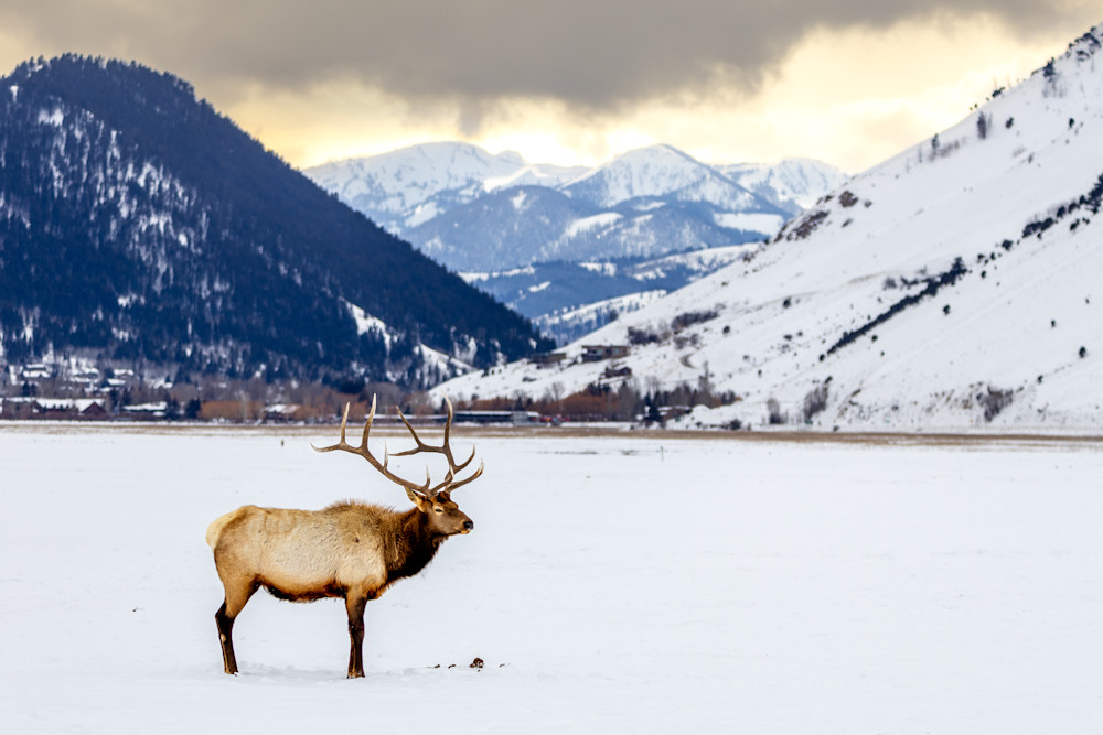 Bull Elk  Photography Art | Jeremy Parker Photographer