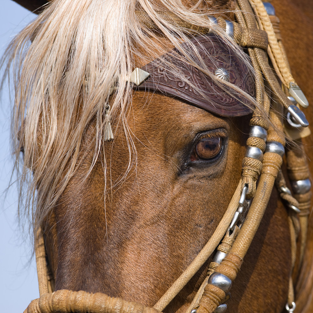 Ojai, CA, purebred horse, Peruvian Paso stallion close up