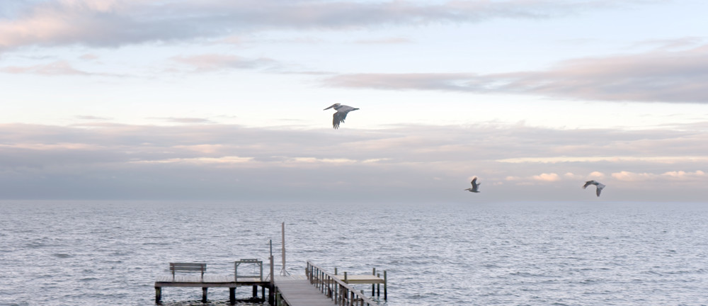 Pelicans In The Eve Photography Art | Playful Gallery by Rob Harrison