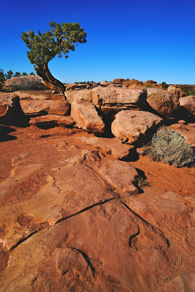 Arches National Park Photography Art | Collections by Carol