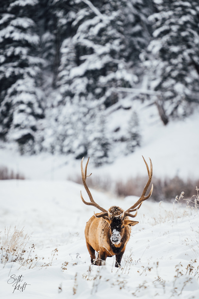 Winter Bull Elk Photography Art | Frontier Media