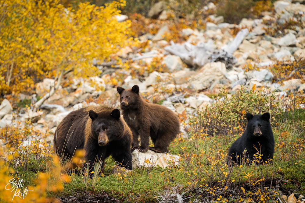 3 Bears Photography Art | Frontier Media