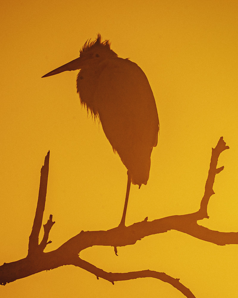Heron Silhouette Photography Art | Lift Your Eyes Photography
